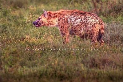 Hyena S 0Z88124