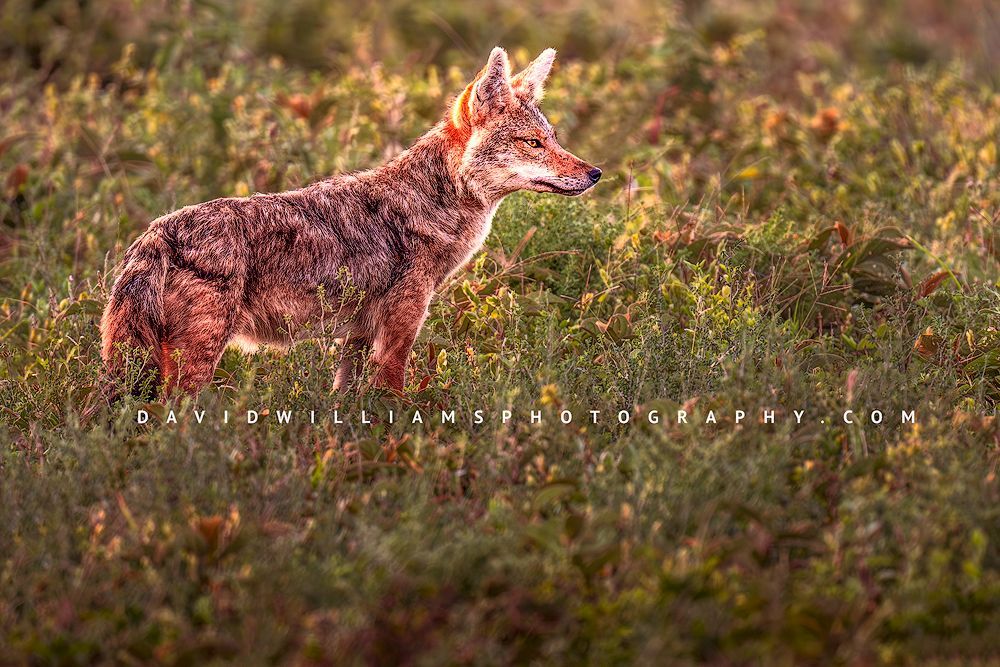 Golden Jackal S 0Z88129