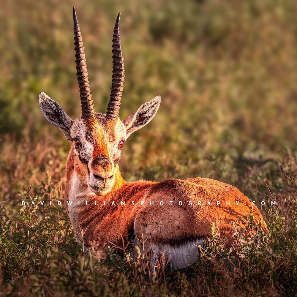 Thomson's Gazelle S 0Z88153