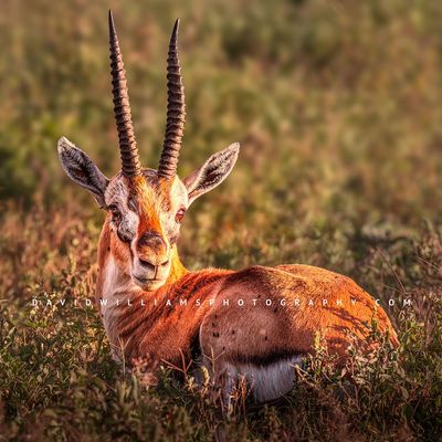 Thomson's Gazelle S 0Z88153