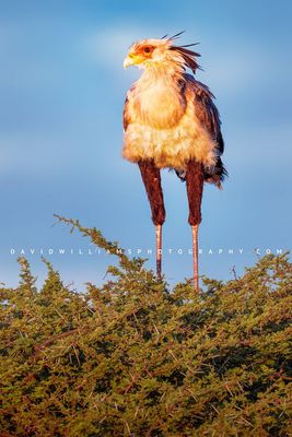 Secretary Bird S 0Z88058 EN