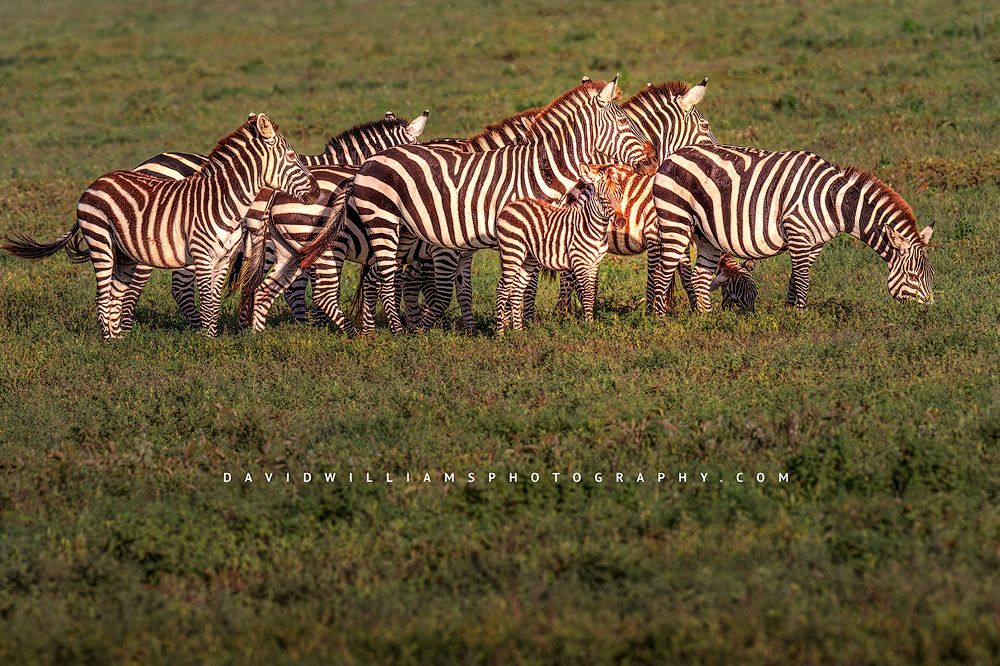 Zebra GP 0Z88275