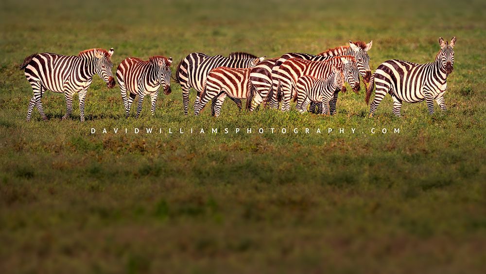 Zebra GP 0Z88214