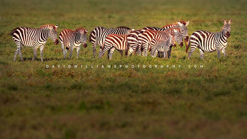 Zebra GP 0Z88214