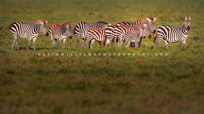 Zebra GP 0Z88214
