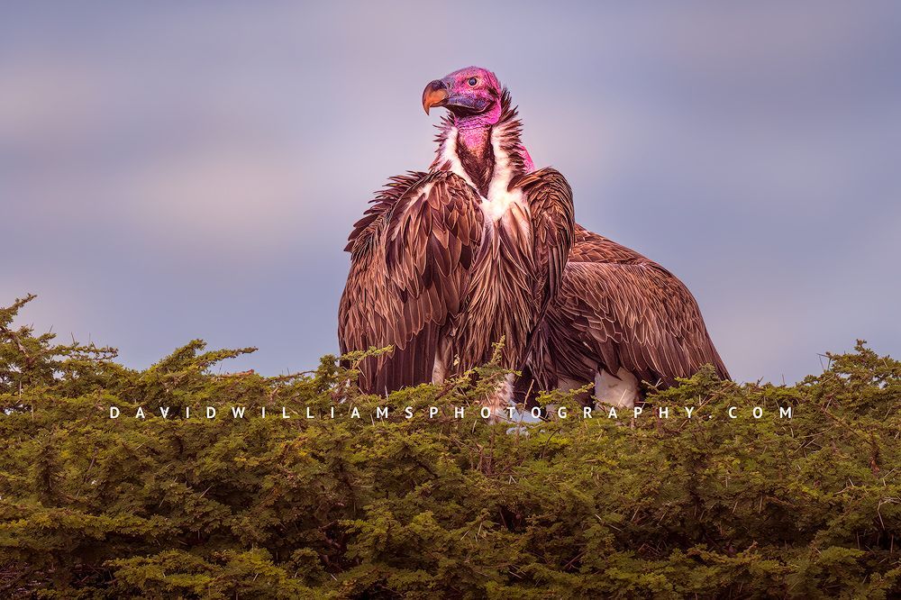 Vulture GP 0Z88342EN