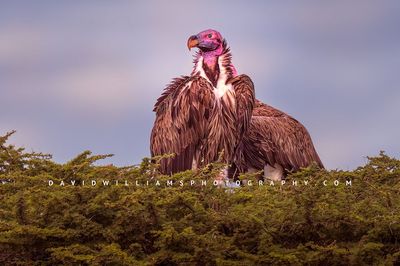 Vulture GP 0Z88342EN