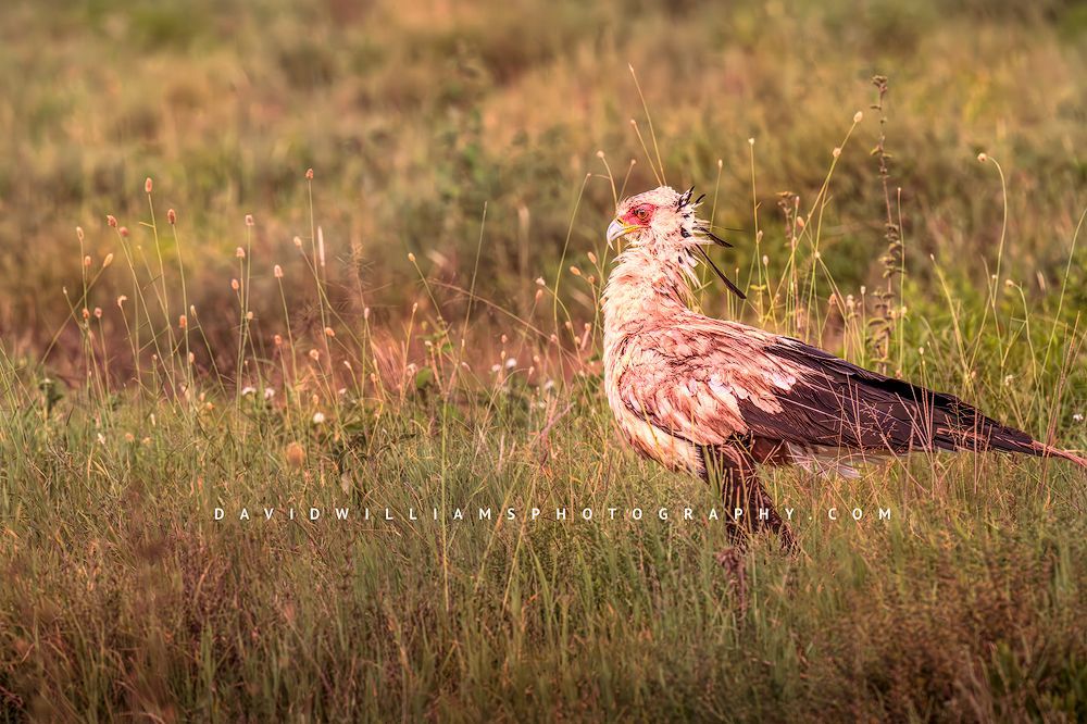 Secretary Bird S 0Z88324