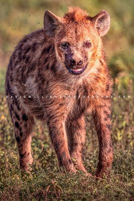 Hyena S 0Z88167