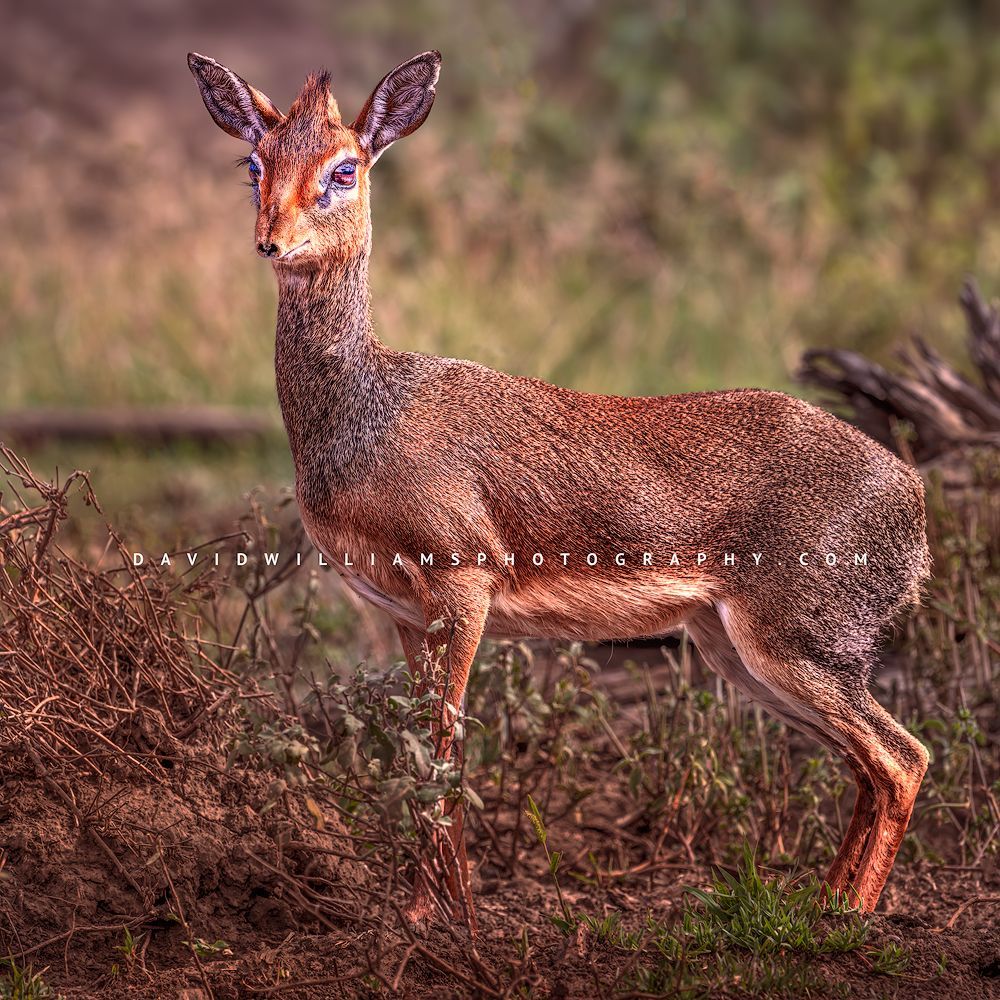 Kirk's Dik Dik S NZ94241