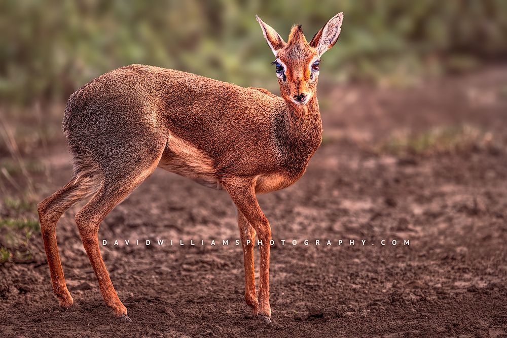 Kirk's Dik Dik S NZ94262