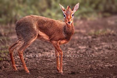 Kirk's Dik Dik S NZ94262