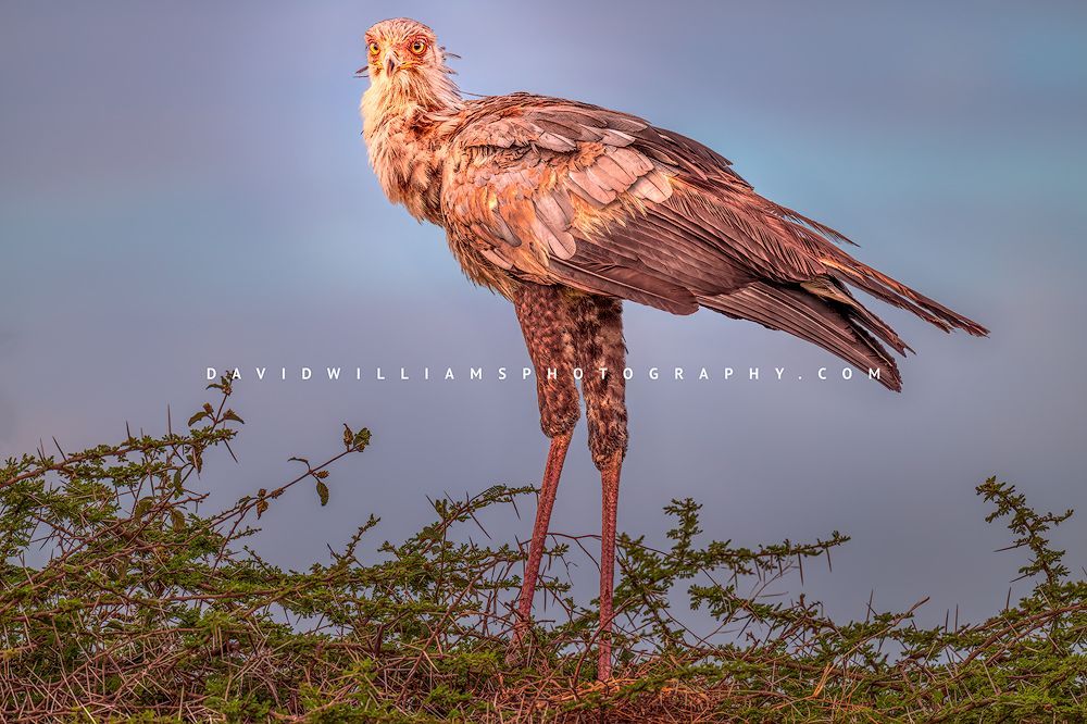 Secretary Bird S 0Z88363