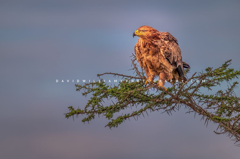 Tawny Eagle S 0Z88347