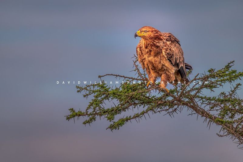 Tawny Eagle S 0Z88347