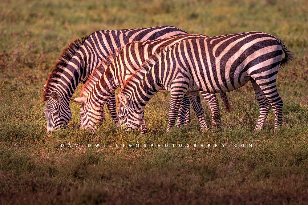 Zebra GP 0Z88457