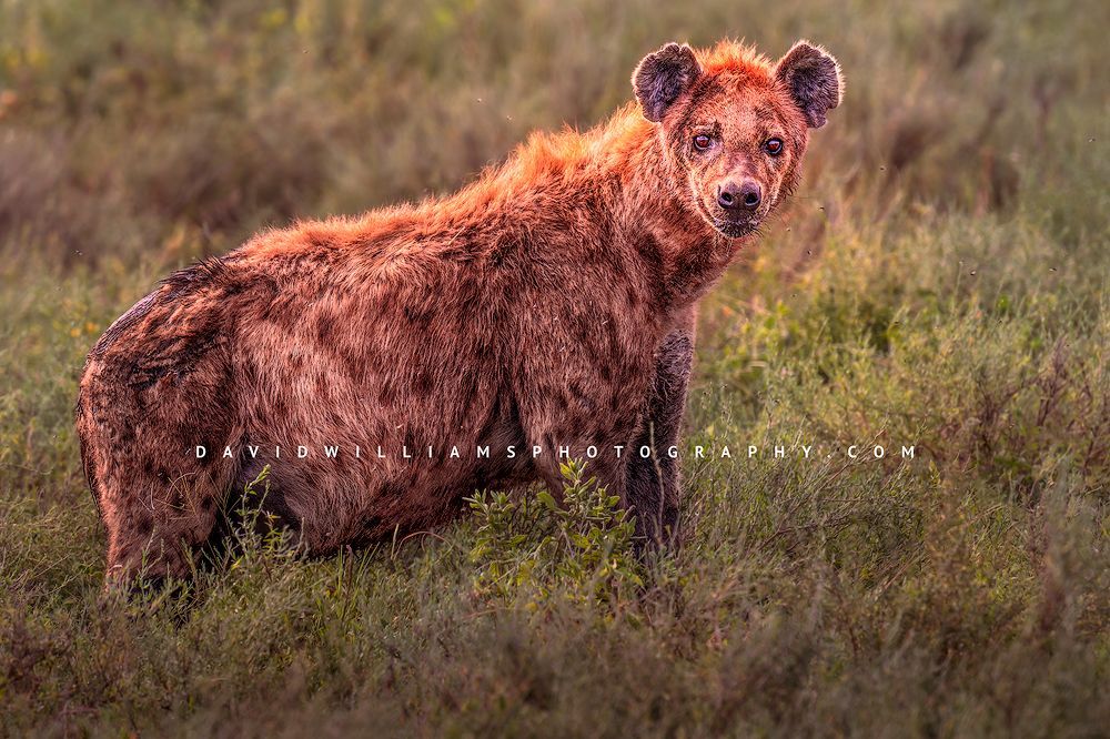 Hyena S 0Z88402