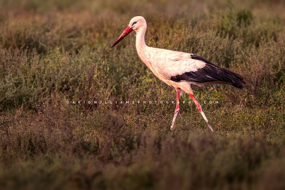 White Stork S 0Z88446