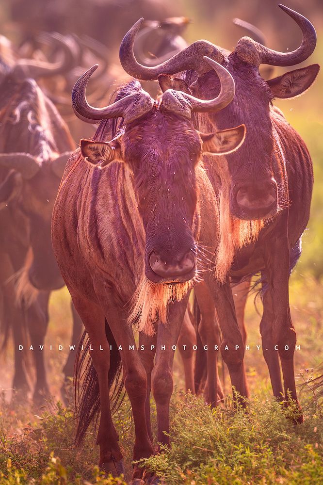 Wildebeest GP 0Z88481v