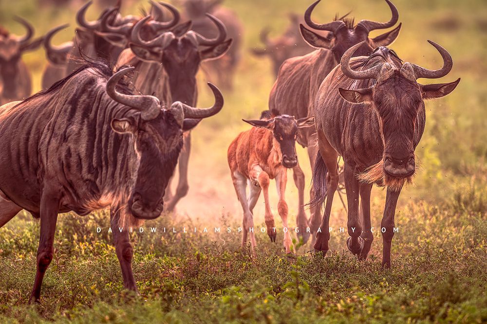 Wildebeest GP 0Z88489