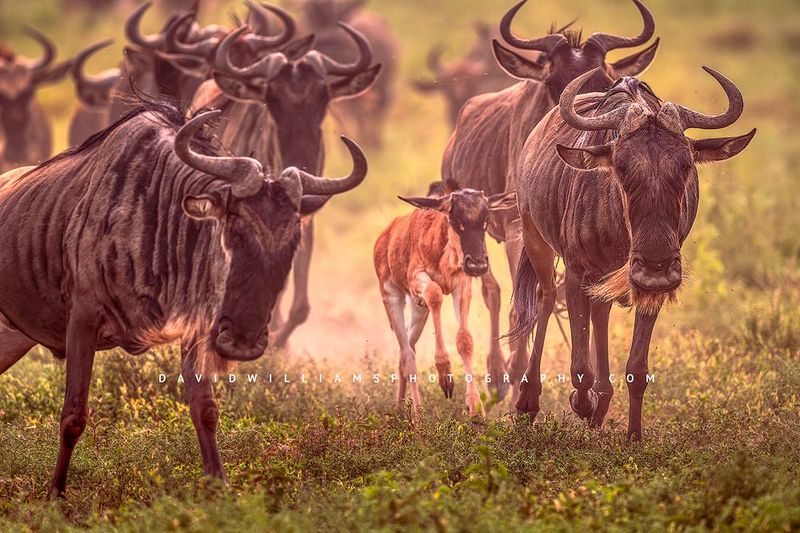Wildebeest GP 0Z88489