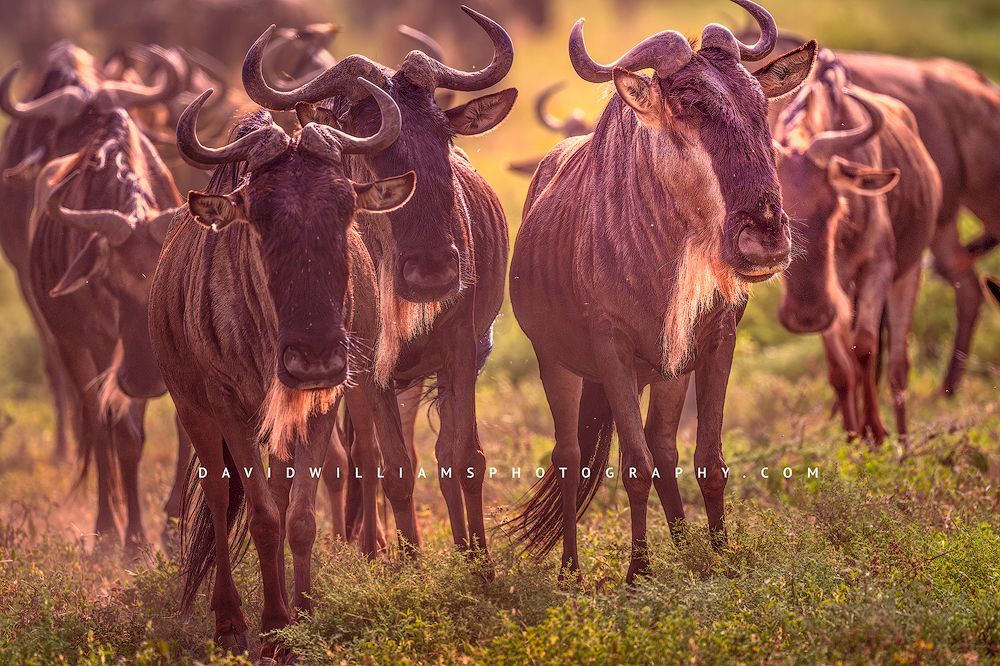 Wildebeest GP 0Z88481