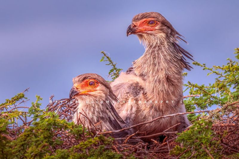 Secretary Bird GP 0Z88584