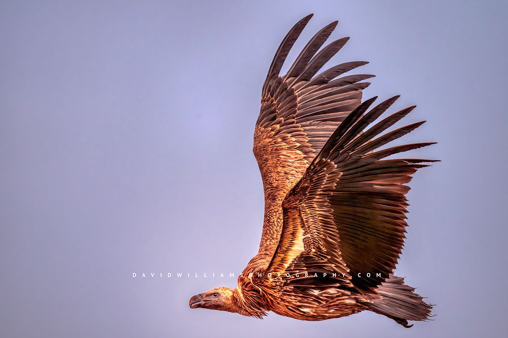 Vulture 0Z88730