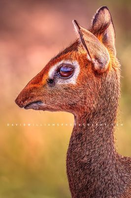 Kirk's Dik Dik S 0Z88605
