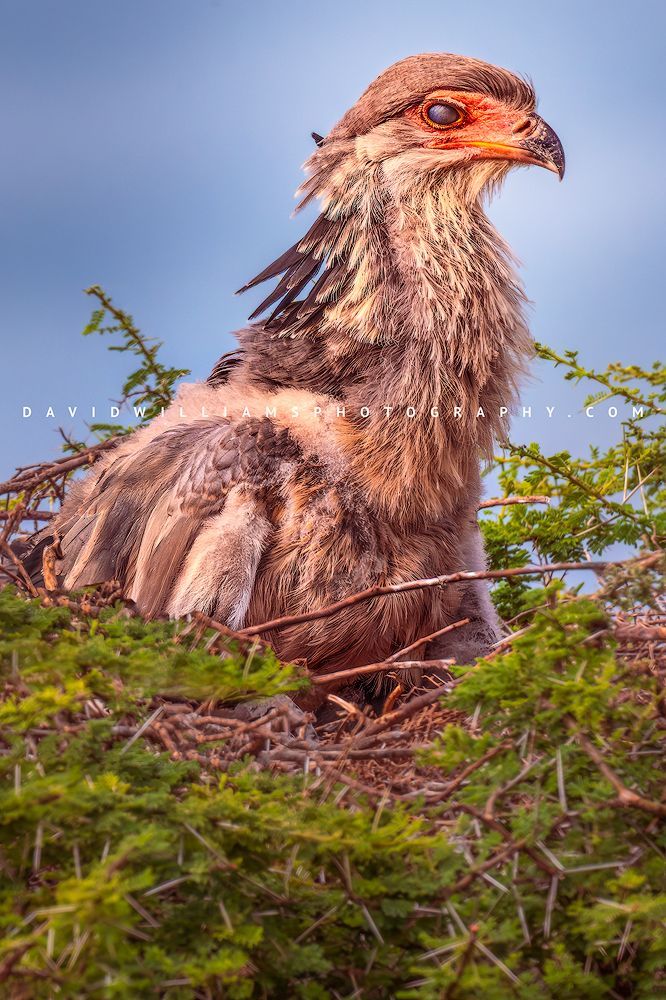 Secretary Bird S 0Z88560