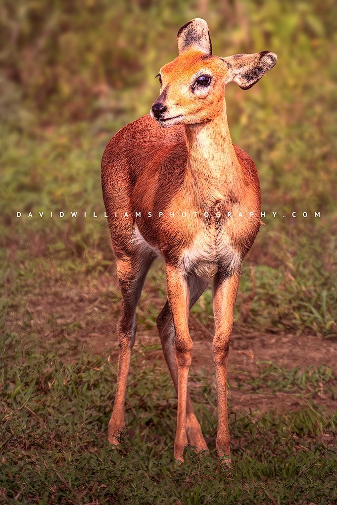 Steenbok S 0Z88545