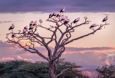 White Stork GP NZ94562