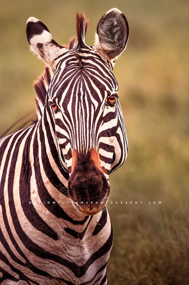 Zebra S 0Z88780