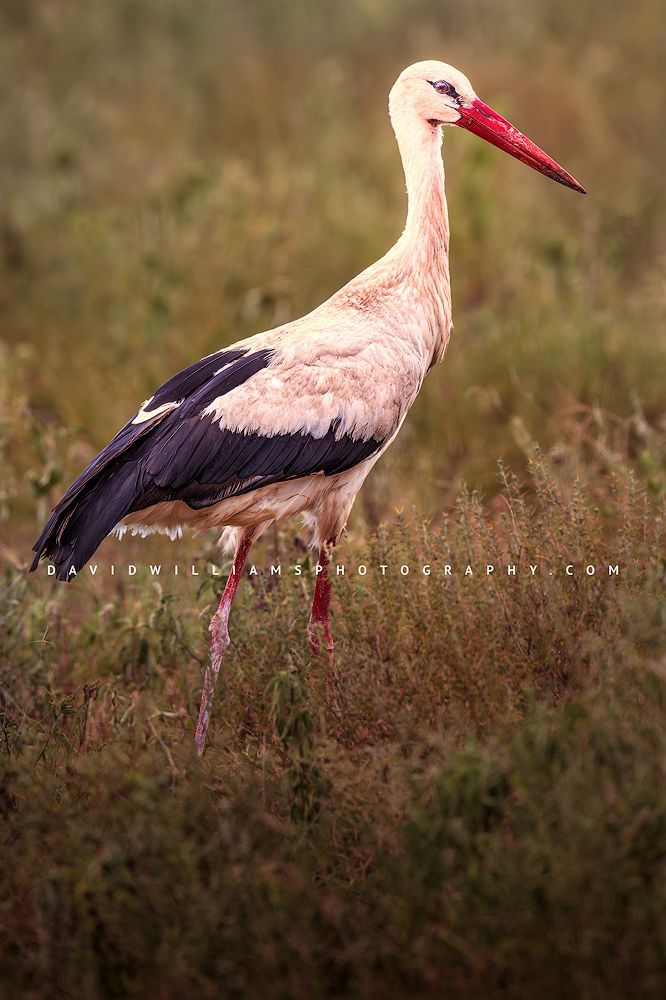 White Stork S 0Z88743