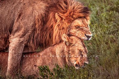 Lion GP 0Z89071