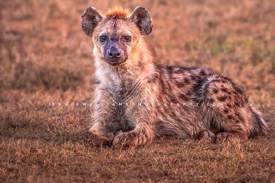 Hyena S 0Z89266