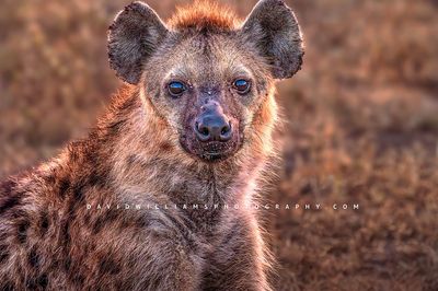 Hyena S 0Z89284