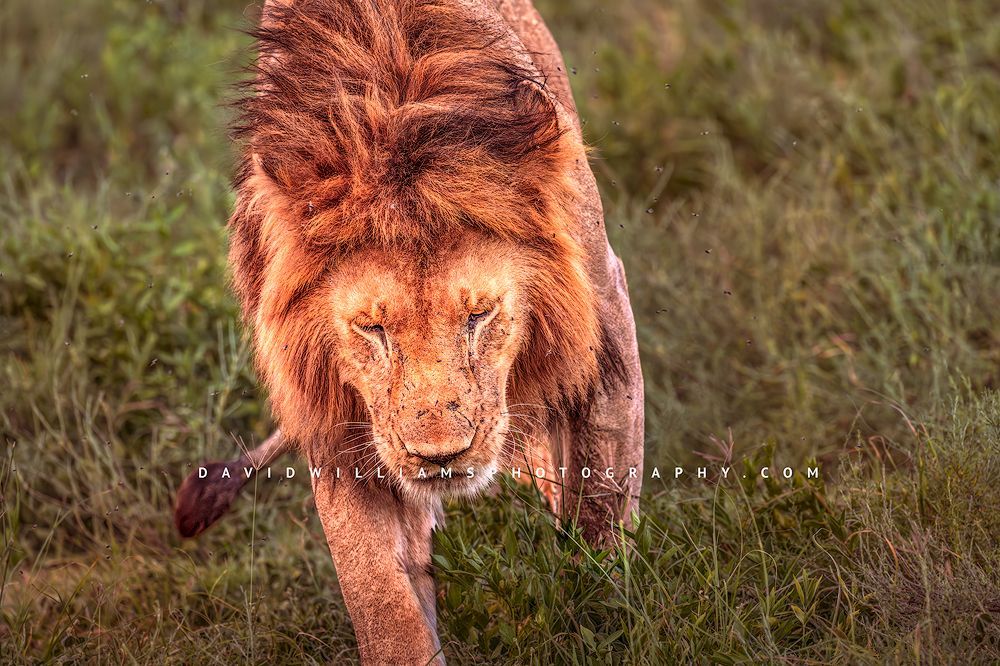Lion S 0Z89207
