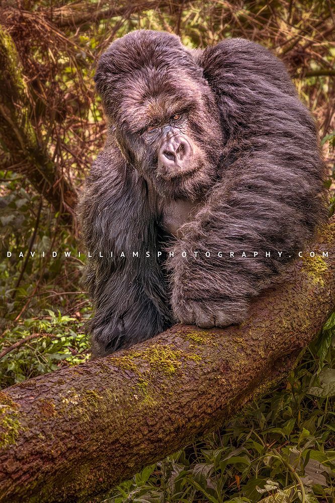 Gorilla S NZ95267