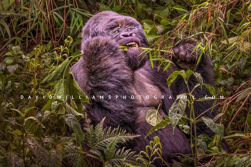 Gorilla S NZ95177