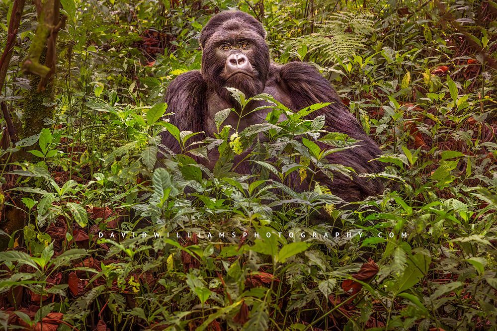 Gorilla S NZ94912