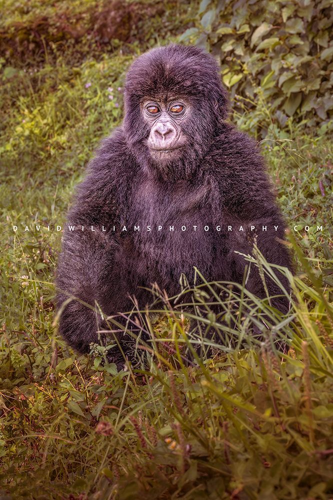 Gorilla S NZ95612EN