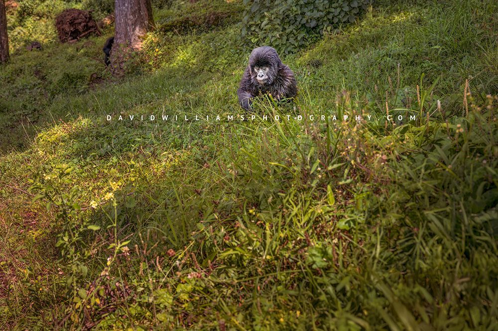 Gorilla S NZ95601