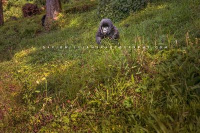 Gorilla S NZ95601