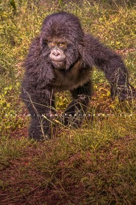 Gorilla S NZ95543EN Gorilla S NZ95543EN