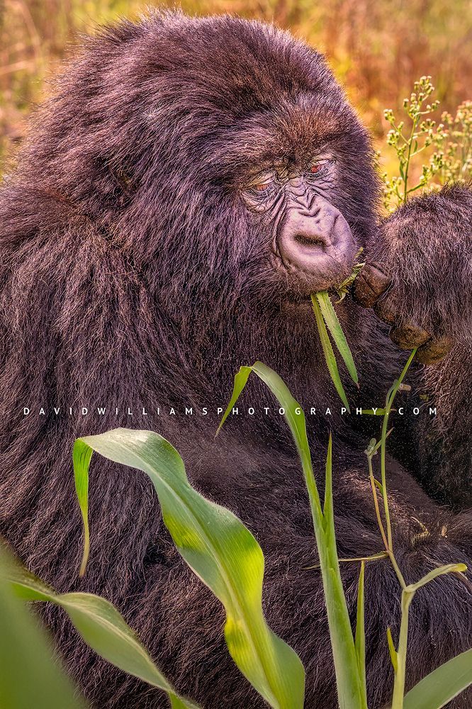 Gorilla S NZ95777
