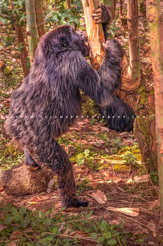 Gorilla S NZ96298