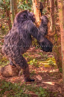 Gorilla S NZ96298