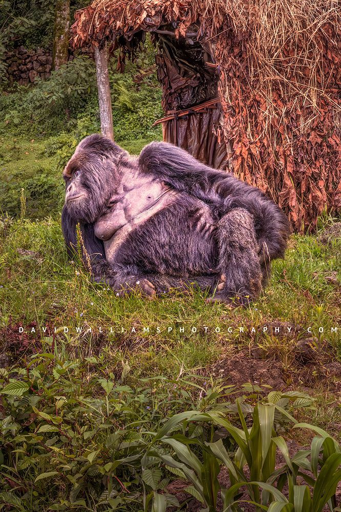 Gorilla S NZ96143