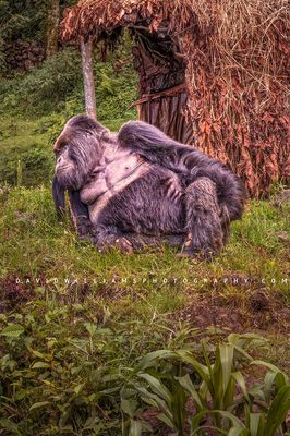 Gorilla S NZ96143 Gorilla S NZ96143